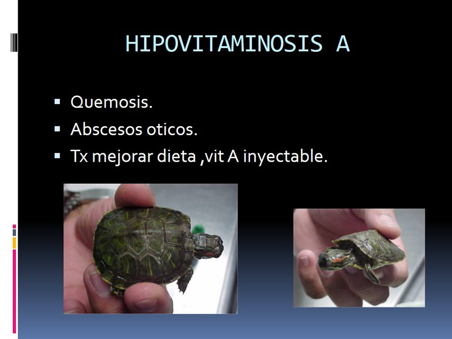 Medicina en reptiles