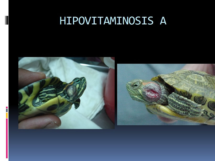 Medicina en reptiles