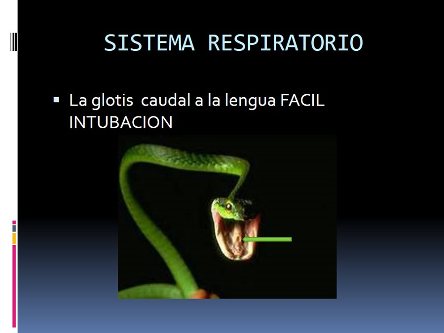 Medicina en reptiles