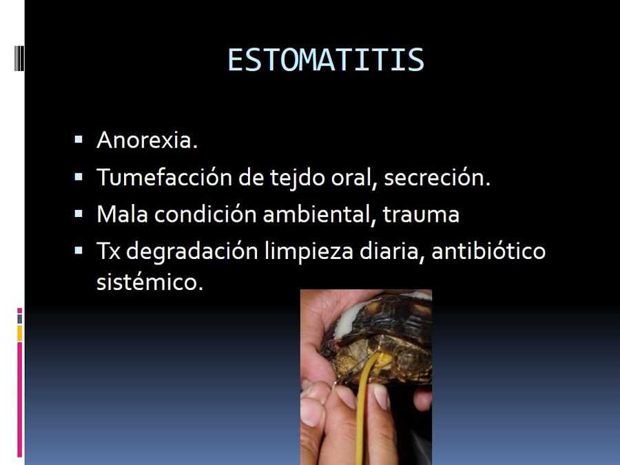 Medicina en reptiles