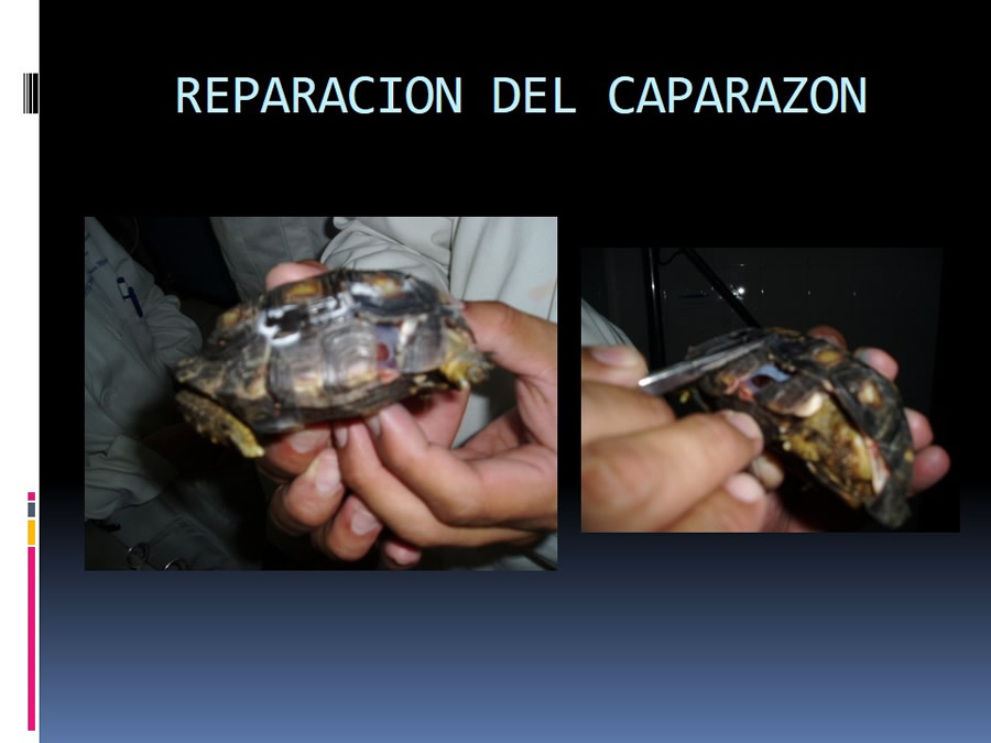 Medicina en reptiles