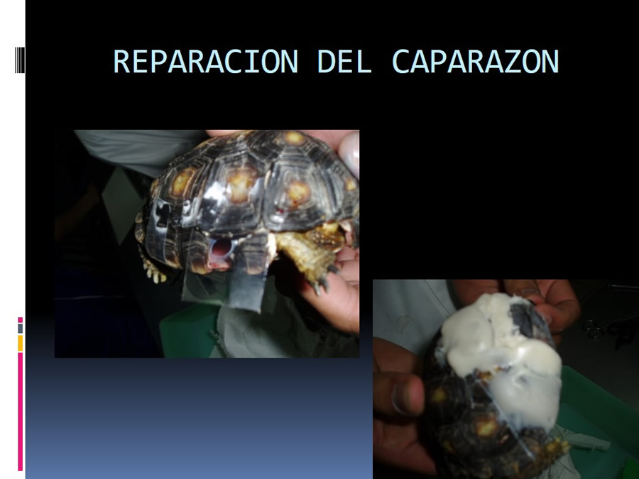 Medicina en reptiles