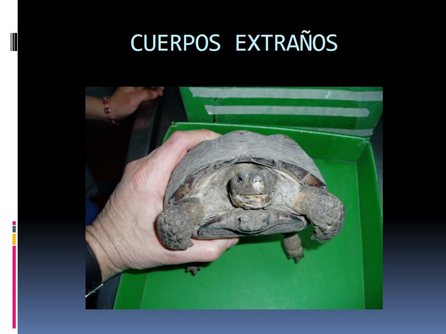 Medicina en reptiles