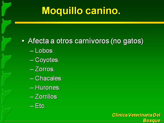 Moquillo Canino