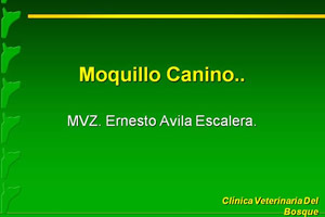 Moquillo Canino