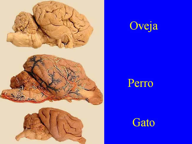 Neurologa