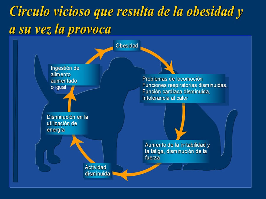 Obesidad