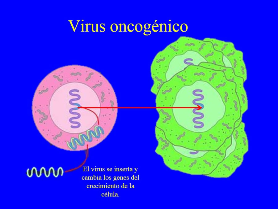 Oncologa bsica