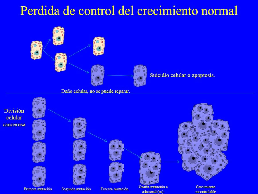 Oncologa bsica