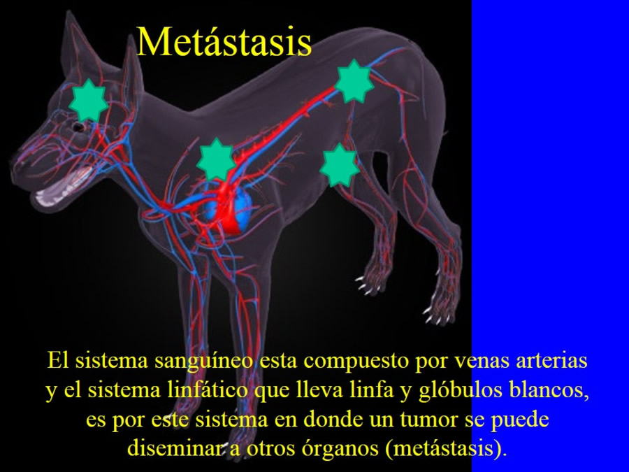 Oncologa bsica