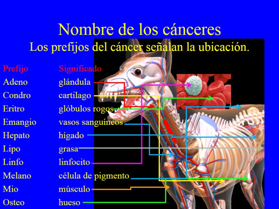 Oncologa bsica