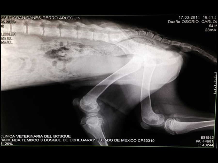 Osteodistrofia Hipertrfica en Canino Gran dans