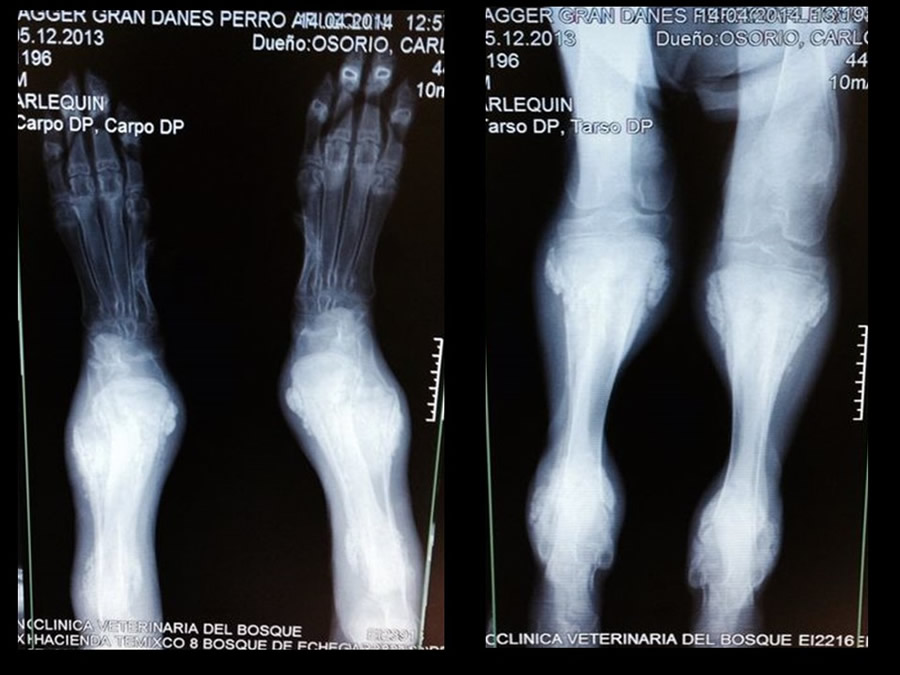 Osteodistrofia Hipertrfica en Canino Gran dans