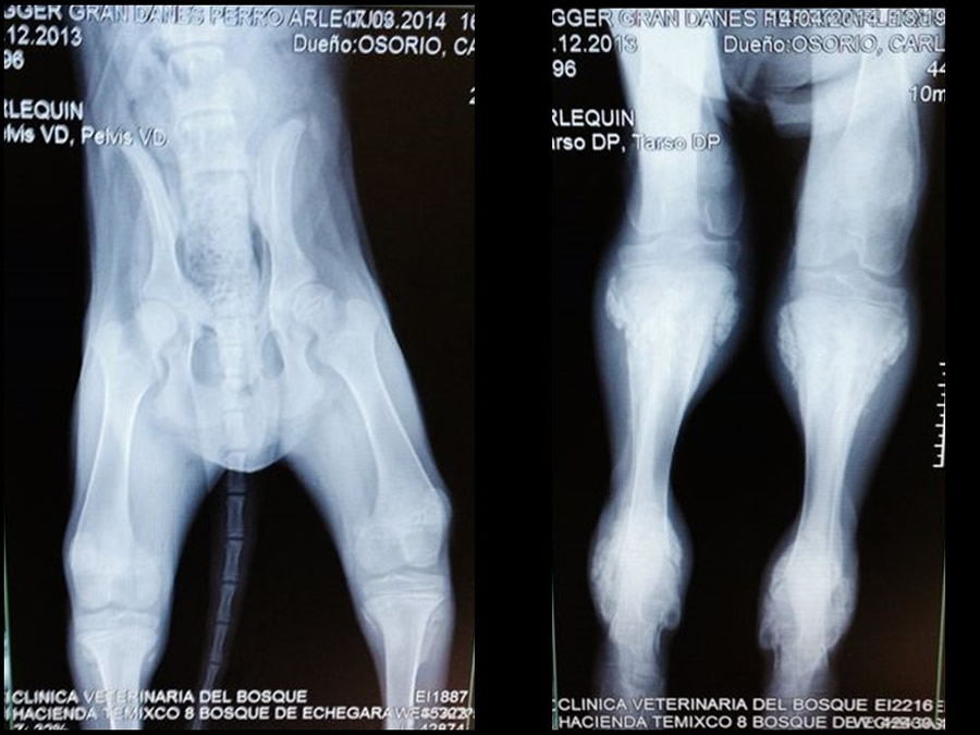 Osteodistrofia Hipertrfica en Canino Gran dans