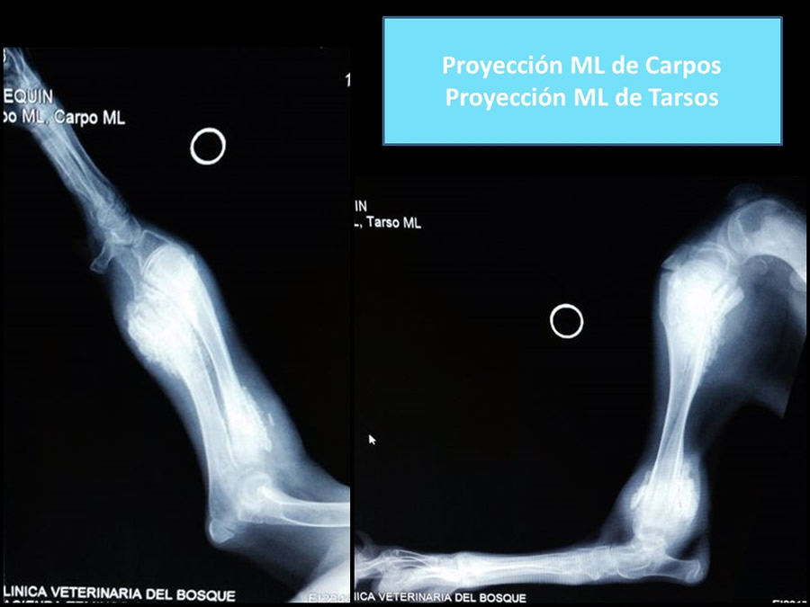 Osteodistrofia Hipertrfica en Canino Gran dans