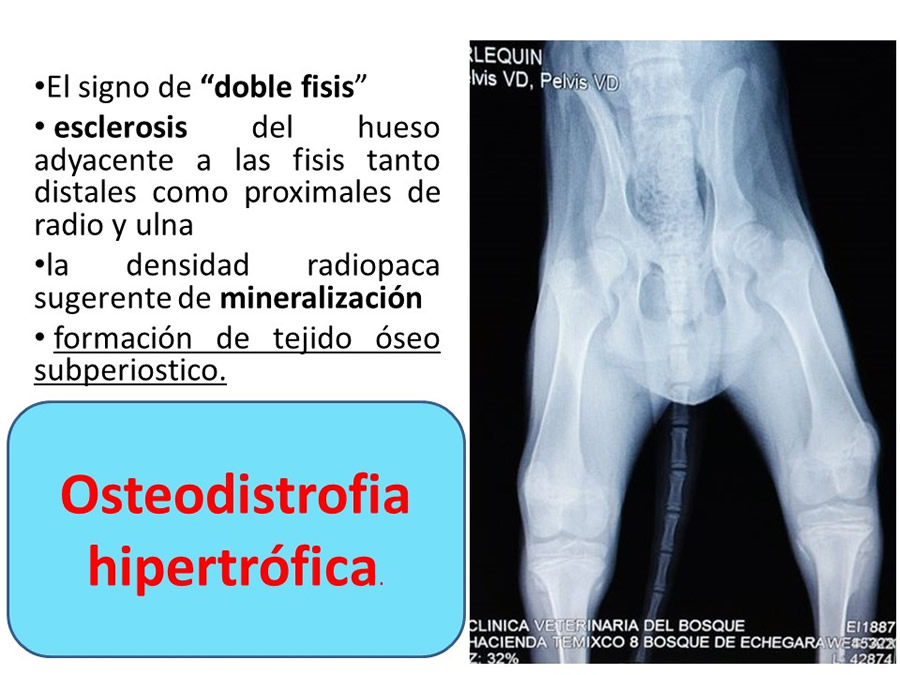 Osteodistrofia Hipertrfica en Canino Gran dans