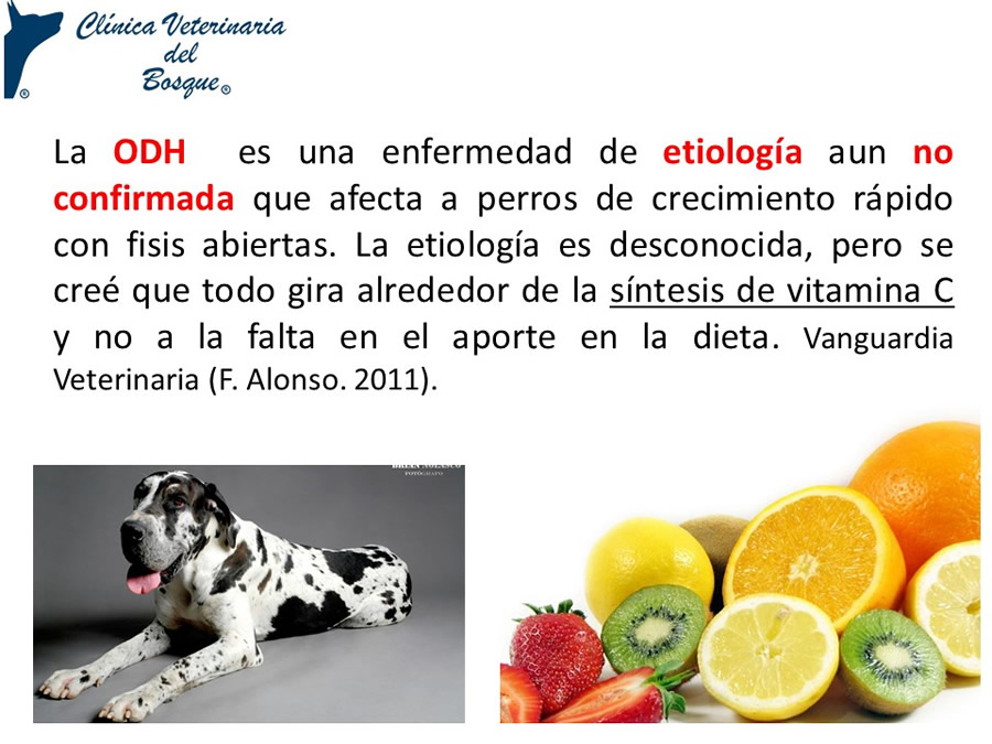 Osteodistrofia Hipertrfica en Canino Gran dans