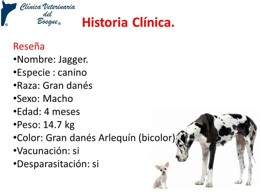 Osteodistrofia Hipertrfica en Canino Gran dans