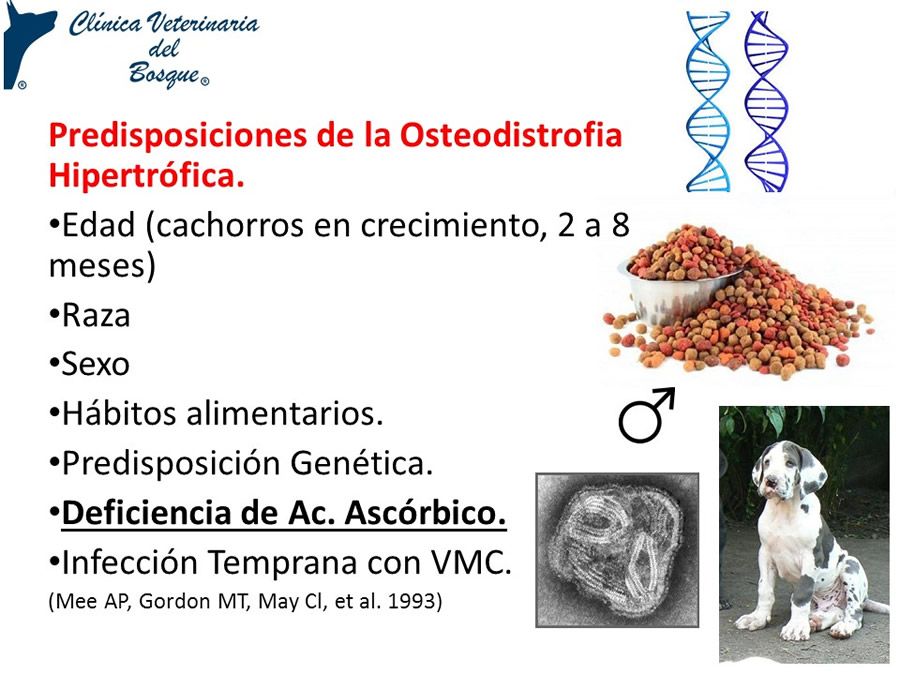 Osteodistrofia Hipertrfica en Canino Gran dans