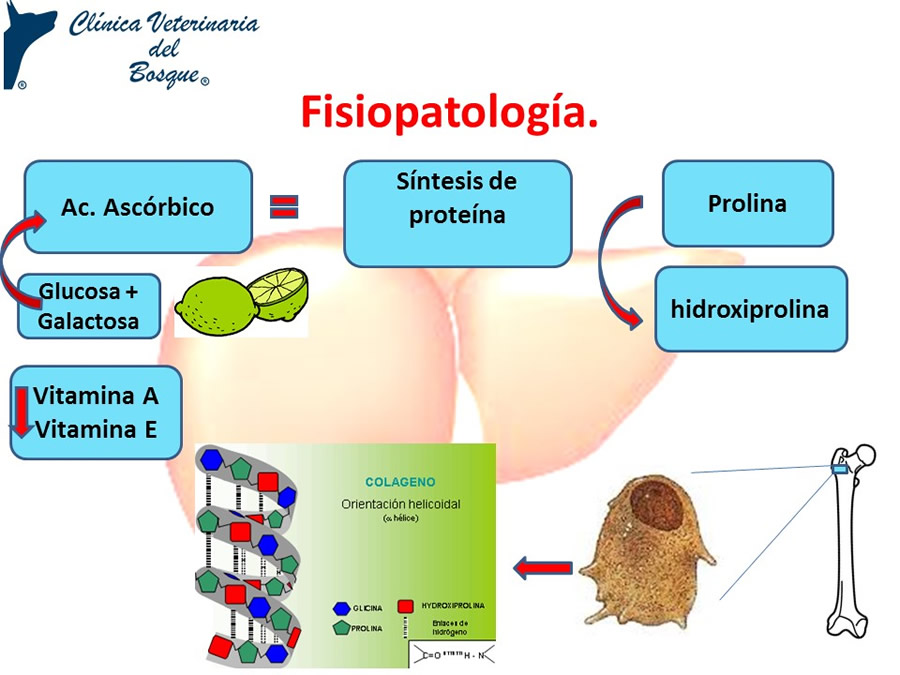 Osteodistrofia Hipertrfica en Canino Gran dans