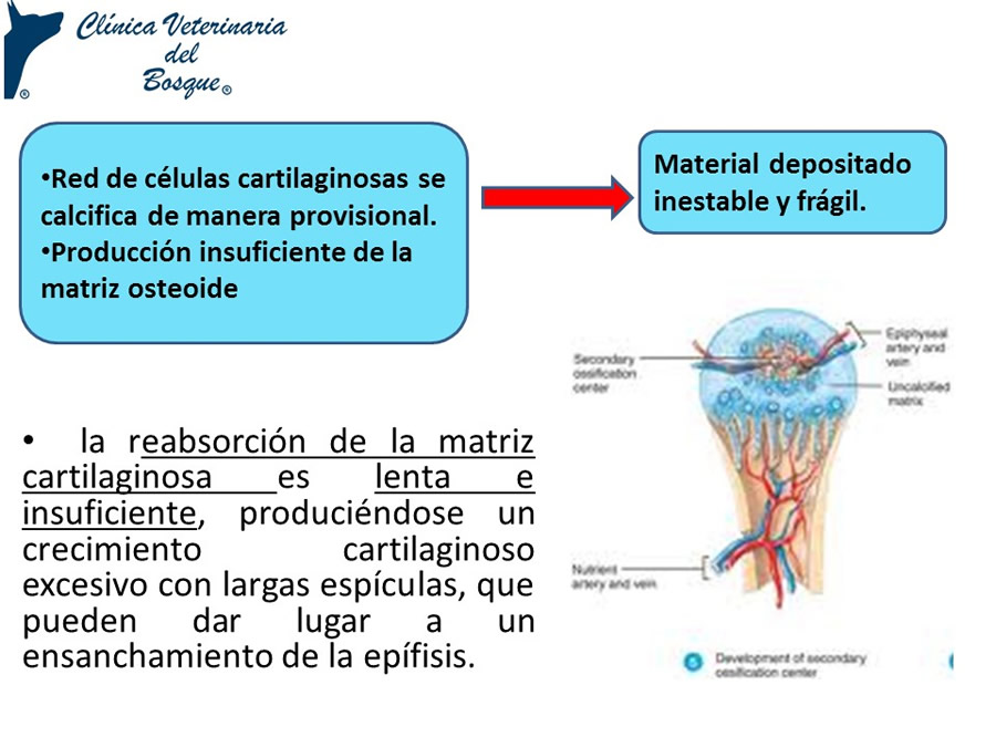 Osteodistrofia Hipertrfica en Canino Gran dans