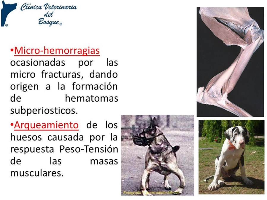 Osteodistrofia Hipertrfica en Canino Gran dans