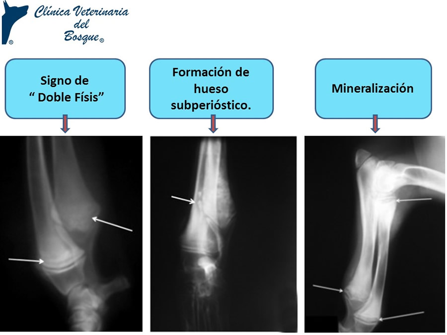 Osteodistrofia Hipertrfica en Canino Gran dans