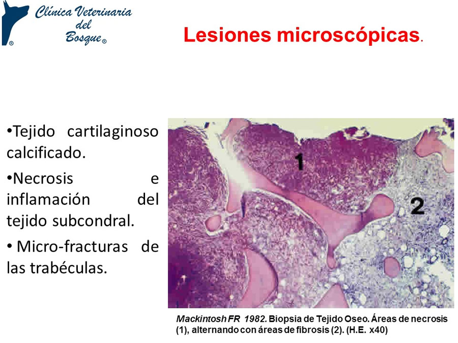 Osteodistrofia Hipertrfica en Canino Gran dans