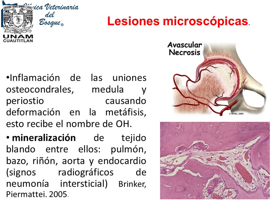 Osteodistrofia Hipertrfica en Canino Gran dans