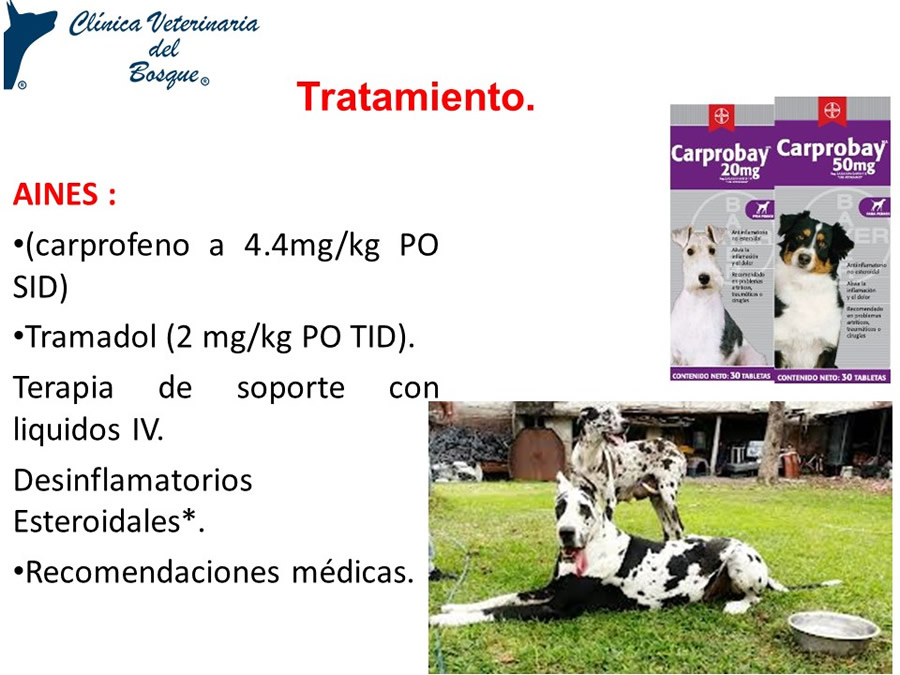 Osteodistrofia Hipertrfica en Canino Gran dans