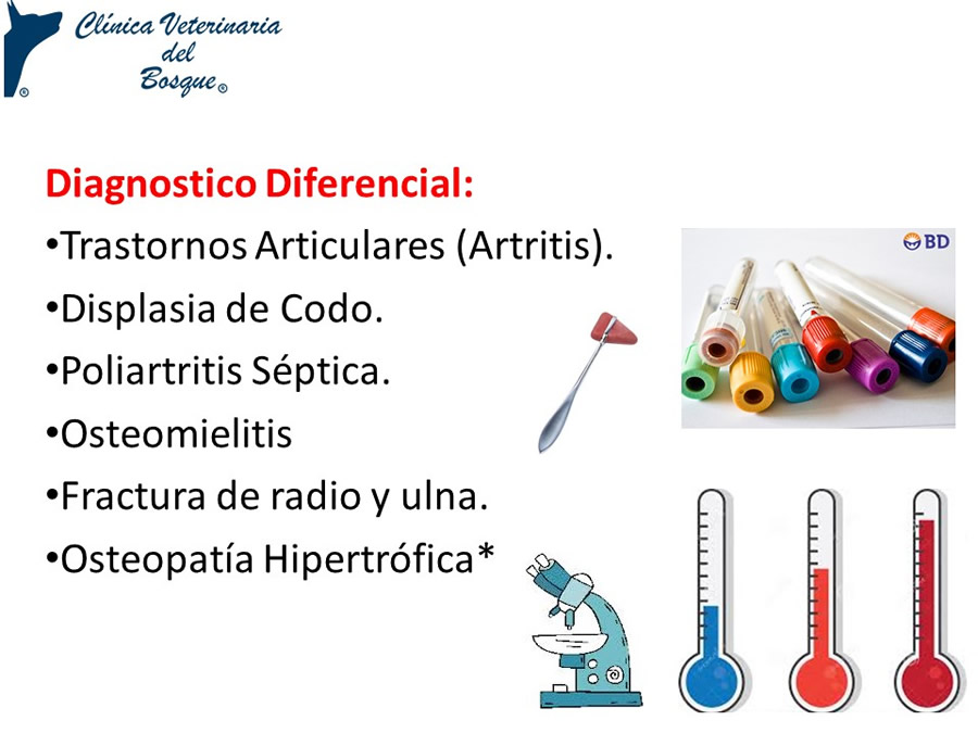 Osteodistrofia Hipertrfica en Canino Gran dans