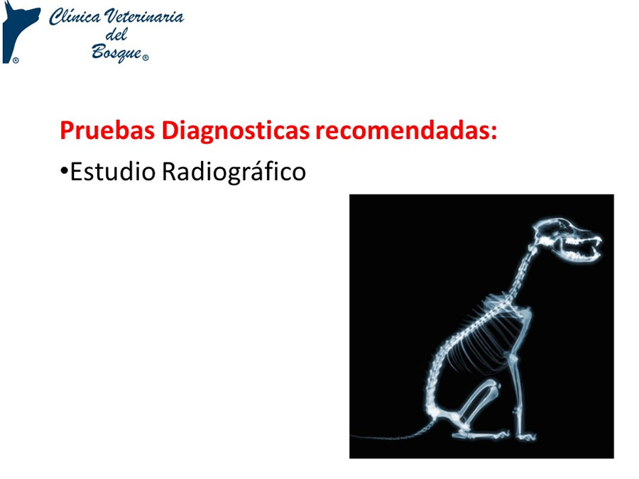 Osteodistrofia Hipertrfica en Canino Gran dans