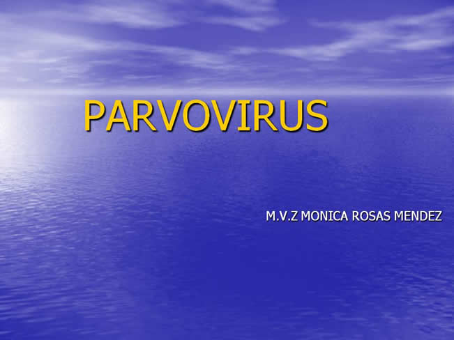 Parvovirus