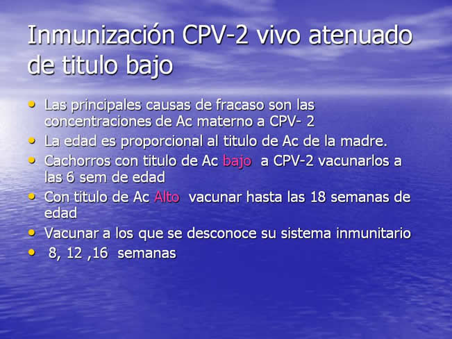 Parvovirus
