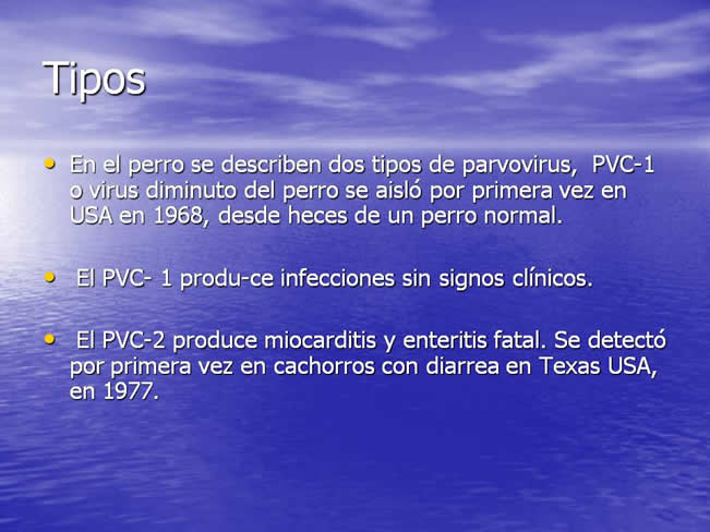 Parvovirus