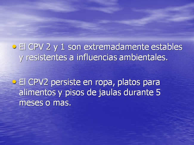 Parvovirus