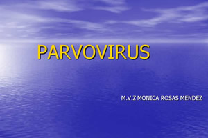 Parvovirus