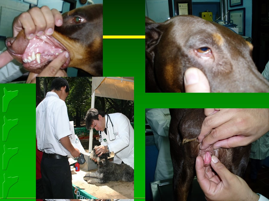 Perroton Dog Chow Intervencin Veterinaria