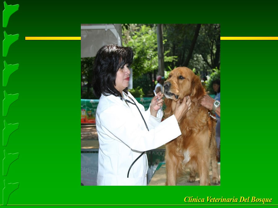 Perroton Dog Chow Intervencin Veterinaria