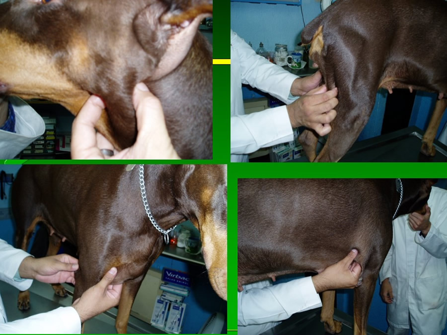 Perroton Dog Chow Intervencin Veterinaria