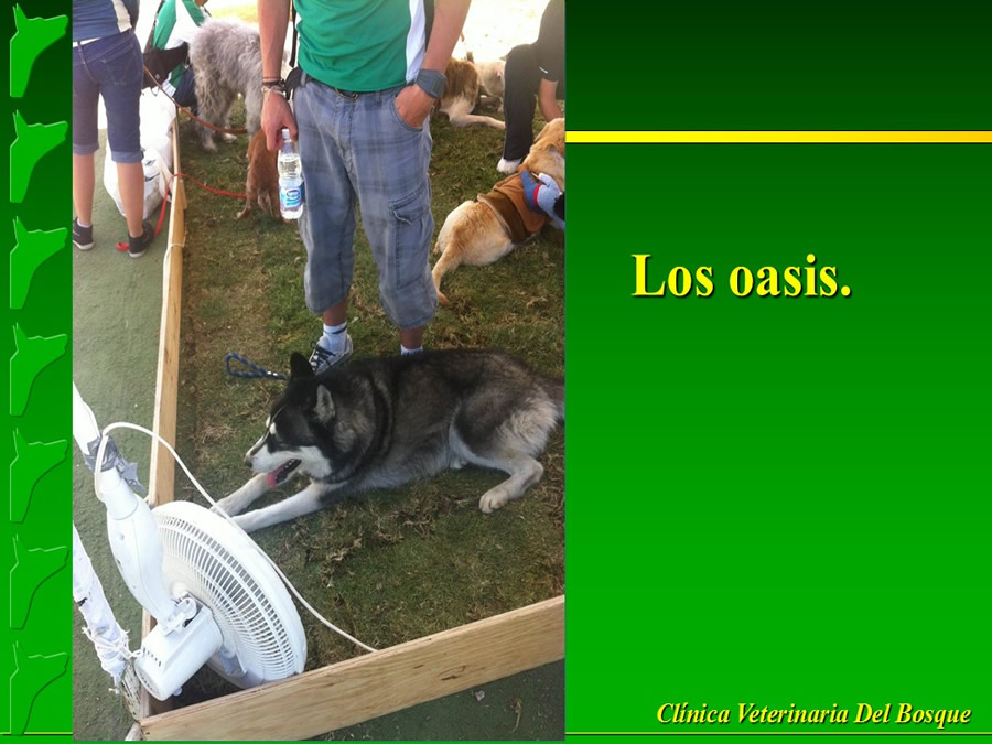 Perroton Dog Chow Intervencin Veterinaria