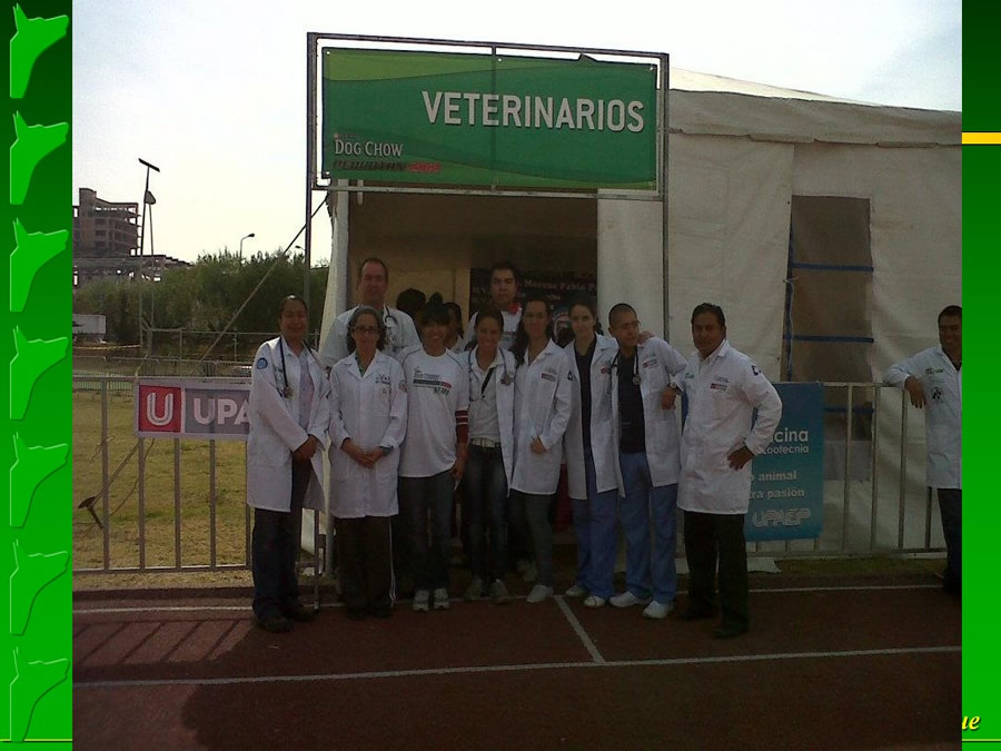 Perroton Dog Chow Intervencin Veterinaria