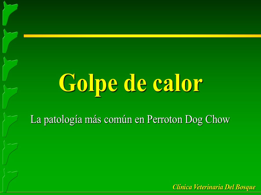 Perroton Dog Chow Intervencin Veterinaria