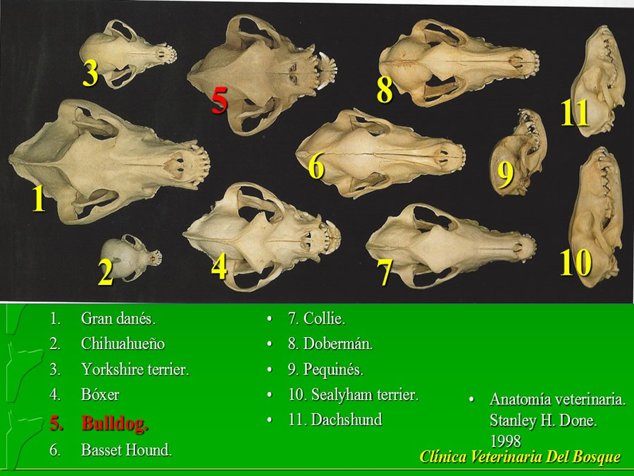 Perroton Dog Chow Intervencin Veterinaria