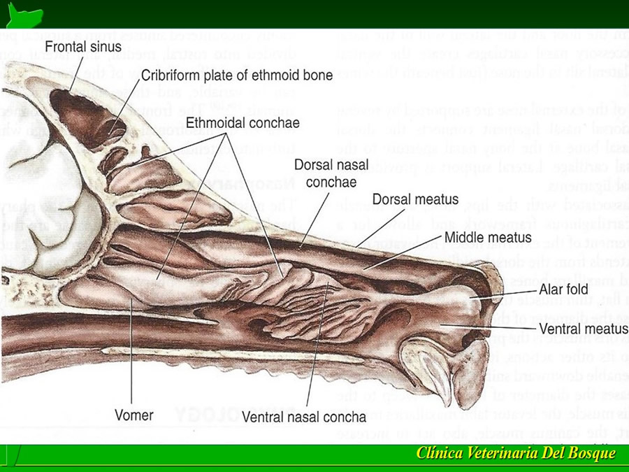 Perroton Dog Chow Intervencin Veterinaria