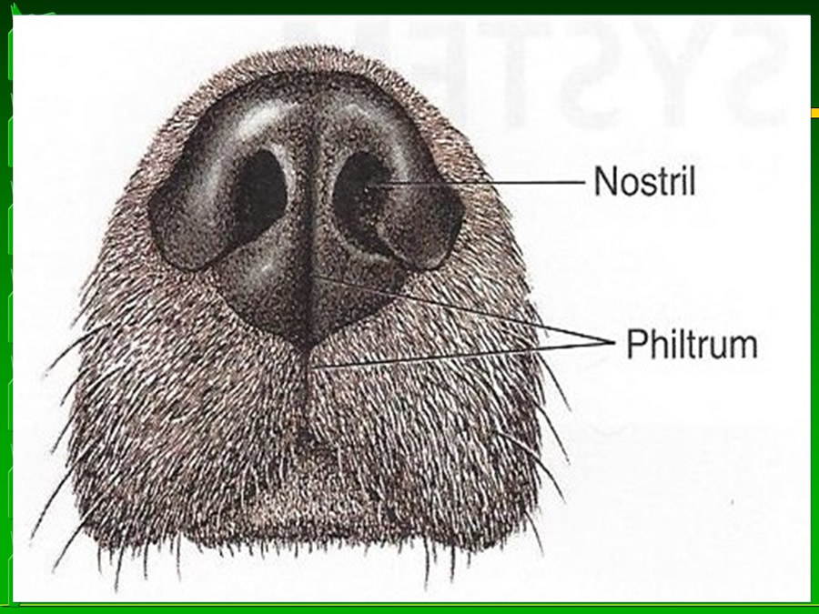 Perroton Dog Chow Intervencin Veterinaria