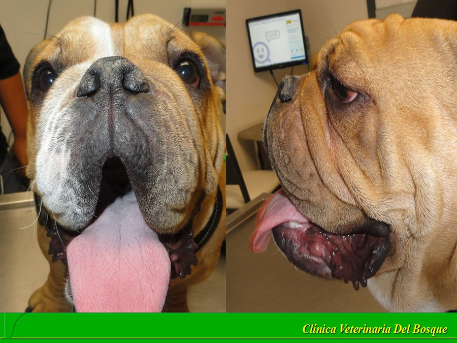 Perroton Dog Chow Intervencin Veterinaria