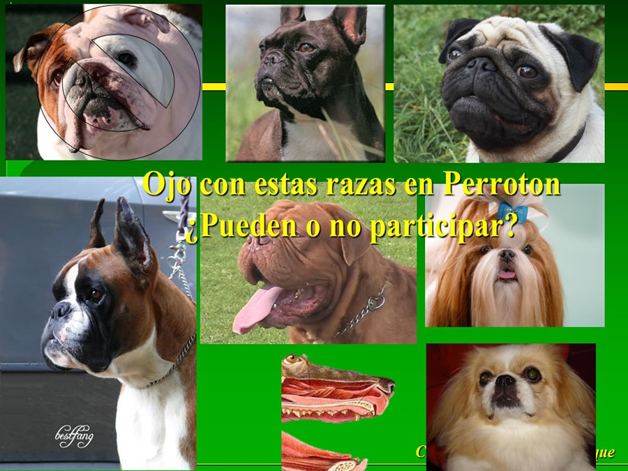 Perroton Dog Chow Intervencin Veterinaria