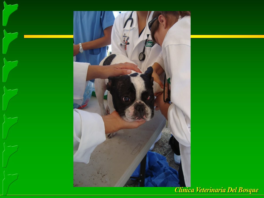 Perroton Dog Chow Intervencin Veterinaria