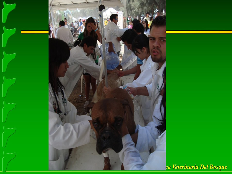 Perroton Dog Chow Intervencin Veterinaria